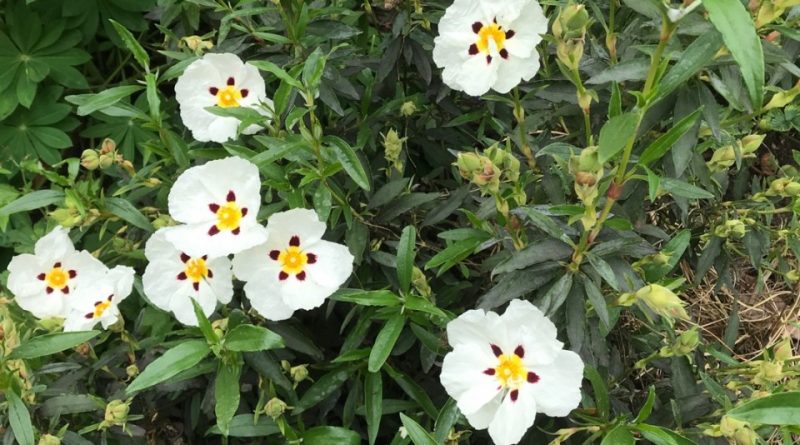 Cuidado de la planta Cistus Ladanifer: Cómo cultivar la jara pringosa 1 Cuidado de la planta Cistus Ladanifer: Cómo cultivar la jara pringosa