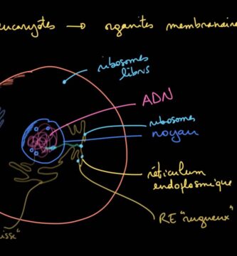 Entendiendo las Celulas Eucariotes: Guía Completa y Profunda