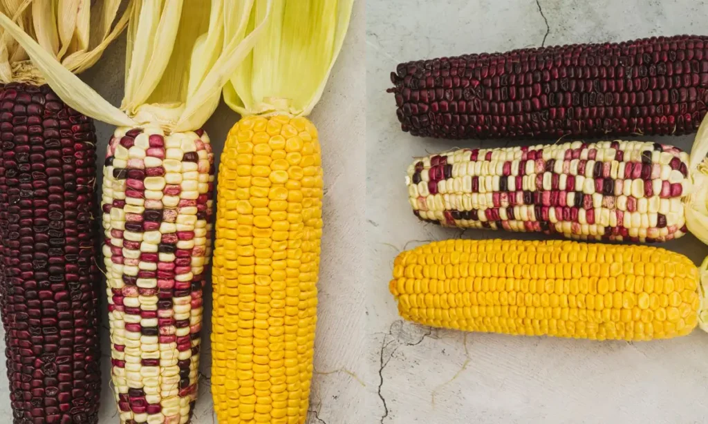Descubre los Secretos de los Maizos: Beneficios, Cultivo y Recetas Populares 1 Descubre los Secretos de los Maizos: Beneficios, Cultivo y Recetas Populares