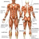 Guía definitiva para entender los músculos del cuerpo humano