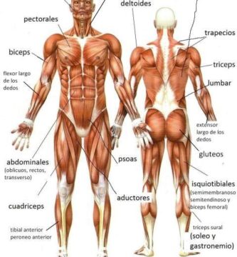 Guía definitiva para entender los músculos del cuerpo humano