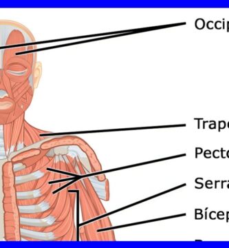 Todo lo que Necesitas Saber sobre los Músculos del Cuerpo: Guía Completa y Detallada