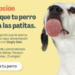 Comprar cachorros y los pasos para preparar un hogar saludable antes de su llegada