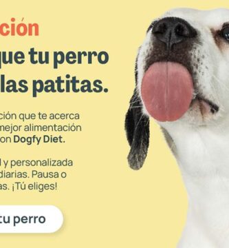 Comprar cachorros y los pasos para preparar un hogar saludable antes de su llegada