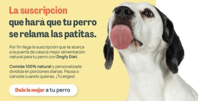 Comprar cachorros y los pasos para preparar un hogar saludable antes de su llegada 4 Comprar cachorros y los pasos para preparar un hogar saludable antes de su llegada