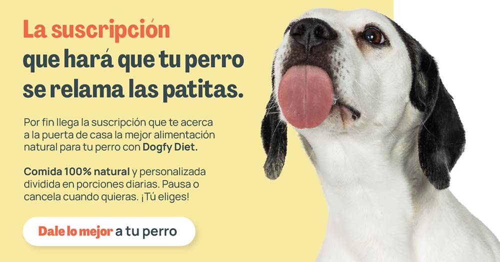 Comprar cachorros y los pasos para preparar un hogar saludable antes de su llegada 1 Comprar cachorros y los pasos para preparar un hogar saludable antes de su llegada